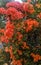 View of bougenvillea flowers and green leaves