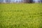 view of boundless green wheat field upto forest on horizon