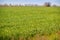 View of boundless green wheat field upto forest on horizon