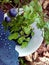 A view of a bowl of blueberries