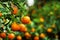 View on a branch with bright orange tangerines on a tree in a garden.