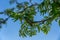 View of a branch of mountain ash tree with new green leaves