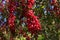 View of the branches of barberry with berries in the park