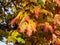 View of branches of big maple tree full with leaves changing colours from green to yellow, orange and red in autumn in sunlight