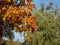 View of branches of big maple tree full with leaves changing colours from green to yellow, orange and red in autumn in sunlight