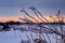 A view through the branches of a tree covered with hoarfrost to an orange streak of a sunset overcast sky