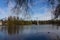 View through the branches of trees on the Drake swimming to the Chesma column in the Big lake of the Catherine Park. Against a