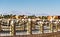 view of the bridge with handrails, lights, palm trees, mountains