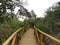 View of a bridge in the last northern forest in Chile