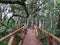 View of a bridge in the last northern forest in Chile