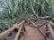 View of a bridge in the last northern forest in Chile