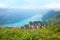 View from brienzer rothorn mountain to lake brienzersee, bernese oberland. meadow with pink knotweed