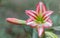 An view of a bright-eyed, lightly fragranted Trumpet Amaryllis Santiago