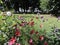 View of bright red flowers, lawn and trees in summer Tallinn