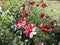 View of bright red flowers in summer Tallinn