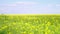 View on bright yellow field rapeseed on a sunny day against the blue sky. Agricultural growing crops rapeseed. Natural floral back