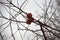 View of broken, frozen apples on the autumn tree, without leaves