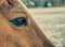 View into brown eye of brown colored horse