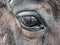 View into brown eye of brown colored horse