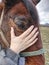 View into brown eye of brown colored horse