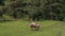 View of a brown foal sucking mare\'s milk in the meadow, against the background of a green meadow