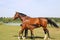 View on brown hanoverian foal sucking milk from mare on meadow, river background - Netherlands