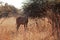 VIEW OF BROWSING KUDU BULL WITH MOUTH OPEN IN THE BUSH