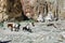 View of Buddhist stupas and a row of horses carrying supllies from Techa gompa, Ladakh, India