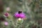 View of a bumblebee on a purple thistle in the saaletal nature region, saxony Anhalt, Germany,europe