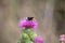 View of a bumblebee on a purple thistle in the saaletal nature region, saxony Anhalt, Germany,europe