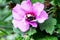 View of a bumblebee in a rose of sharon, Latin Hibiscus syriacus, belongs to the genus Hibiscus