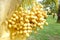 A view of bunches of fresh yellow dates palm.