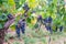 View of bunches of purple grapes hanging from the plant at the vineyard