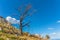 View of burned tree and broken, result of the fires, at the top of Caramulo mountains