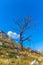 View of burned tree and broken, result of the fires, at the top of Caramulo mountains