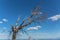 View of burned tree and broken, result of the fires, at the top of Caramulo mountains