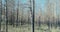 View from the bus window to the Chernobyl forest. Burnt trees with no signs of life. Daytime. Pripyat, Ukraine.