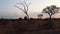 View of bush in a South African game reserve at sunset