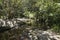 View of bushland along river in the public Lake Paramatta Reserve