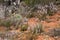 View of bushland with flowering pink mulla-mulla wildflowers