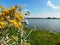 View of the bushy yellow flowers and the lake