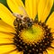 view Busy honey bee collects pollen from vibrant yellow flower