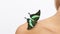 view butterfly shoulder. High quality photo