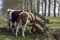 View of the buttocks and tails of three young cows standing by a fence