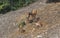 View from cableway on the family deer in Safari pair Gelendzhik