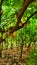 View of Cacao Trees