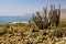 View on cacti eulychnia iquiquensis and copiapoa tenebrosa on stony dry ground at pacific coast bay of Atacama desert near Pan