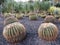 View of cactus garden. Large round cacti with spikes in garden. Spectacular tropical garden