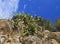 View Cactus on a rock. Nafplion. Greece