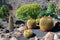 View of cactus vegetation and volcanic stone in Lanzarote, canary islands